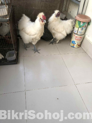 Chicken